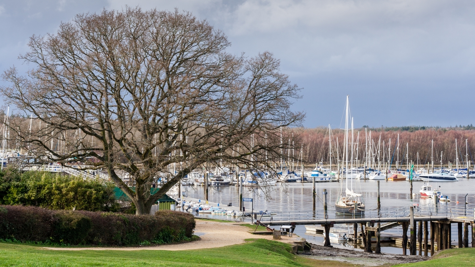 A marina of moored yachts seen past a large bare tree and a timber jetty.