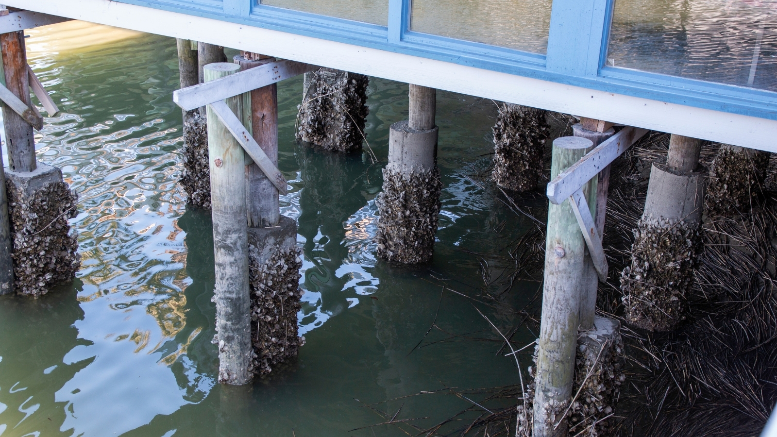 Timber and concrete piles supporting a blue pier, encrusted with barnacles.